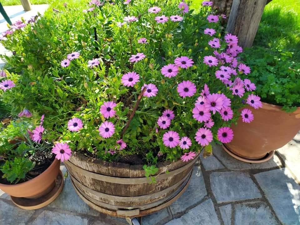 Villa Armonia Neochori  Dış mekan fotoğraf